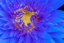 Dried Blue Lotus Flowers