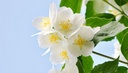 Jasmine flower