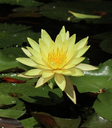 Golden Lotus