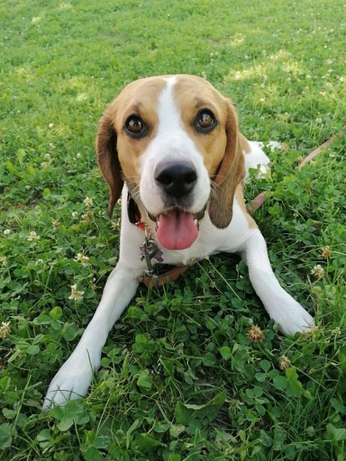 Distant Energy Healing for Pets